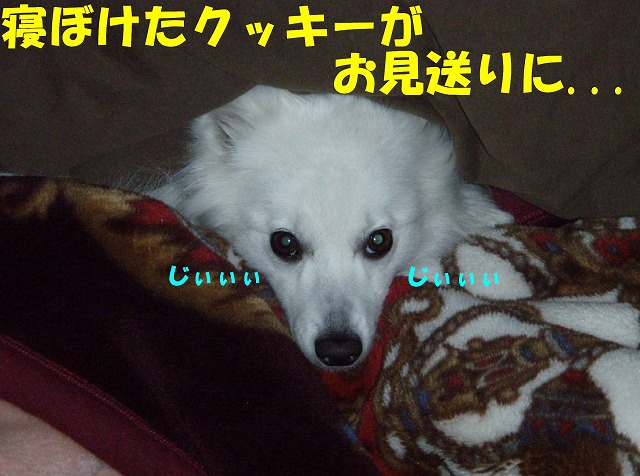 img20080331_1.jpg