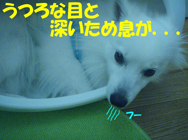 img20080713_8.jpg