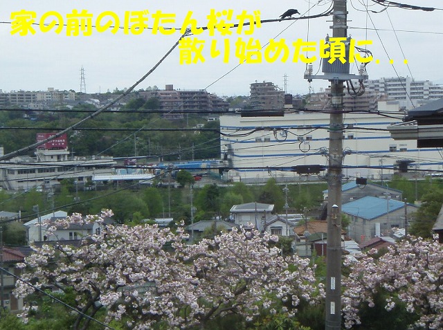 img20080508.jpg