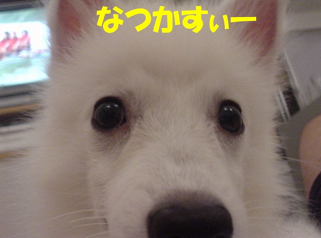 img20080513_1.jpg