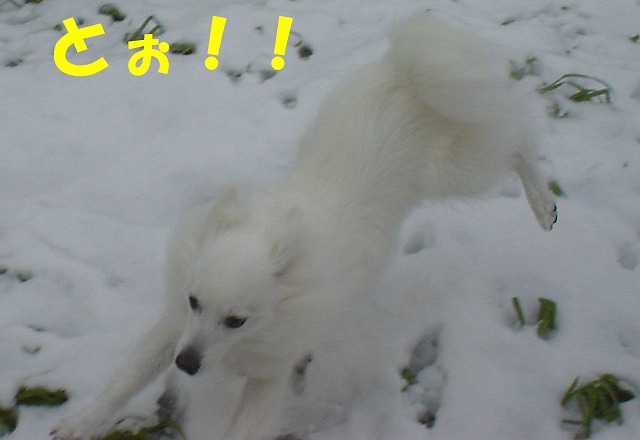 img20080316_6.jpg