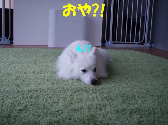 img20080512_1.jpg