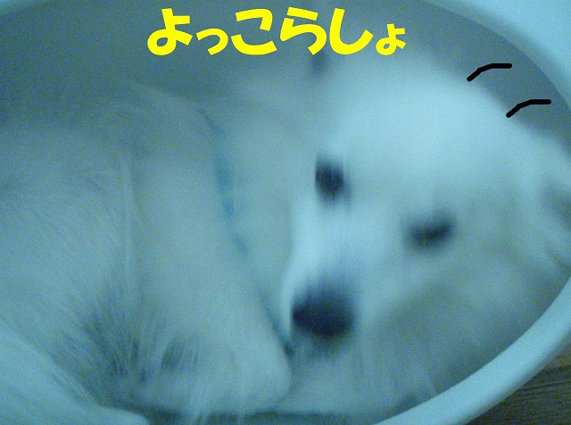 img20080713_7.jpg