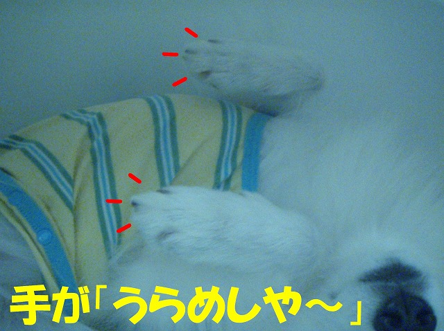 img20080713_2.jpg