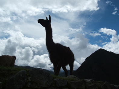 alpaca.jpg