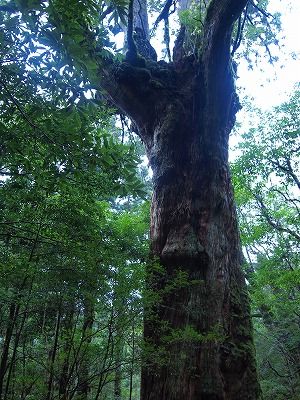 nanahonsugi