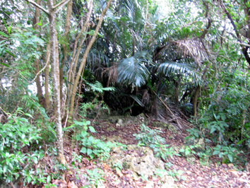 img20100206_1.jpg