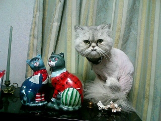 img20070318_1.jpg