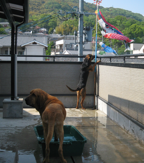 koi030.jpg