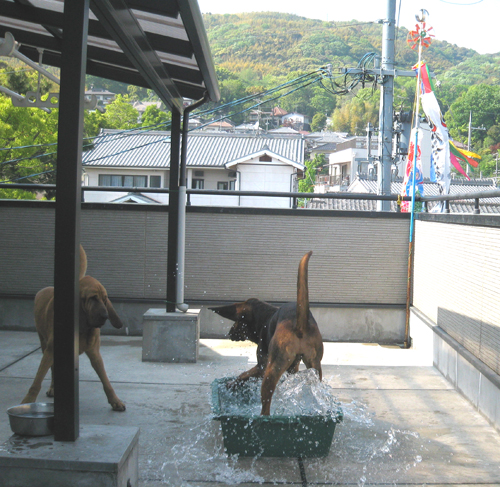 koi024.jpg