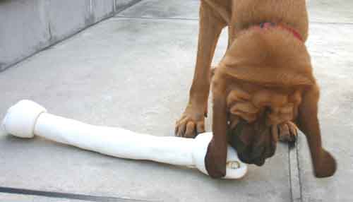 bone6137.jpg