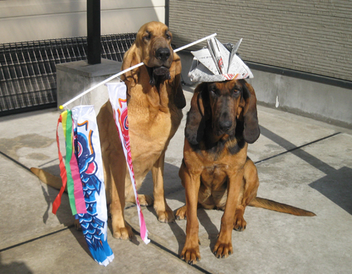 5koinobori3.jpg