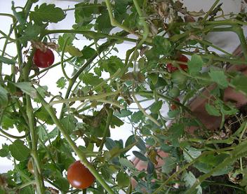 tomato.jpg