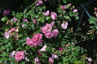 薔薇