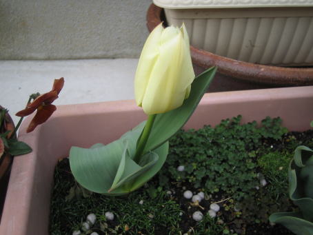img20070325.jpg