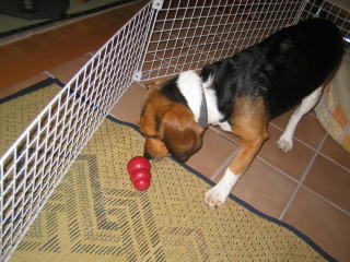 img20060531_3.jpg