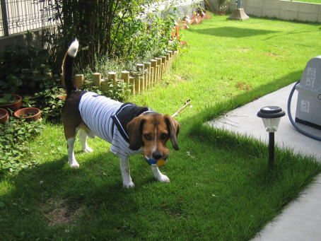 img20070701_1.jpg