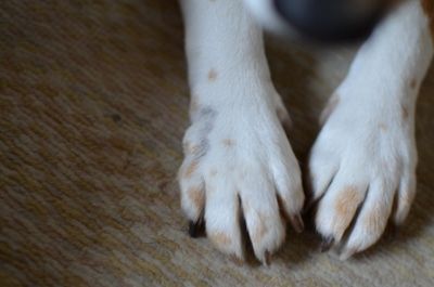 DSC_2869 (400x265)