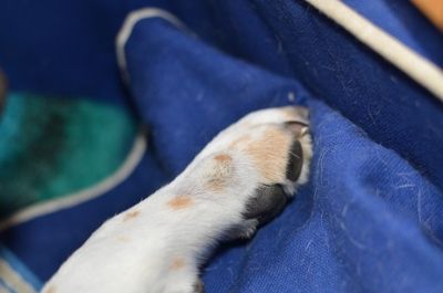 DSC_2863 (400x265)
