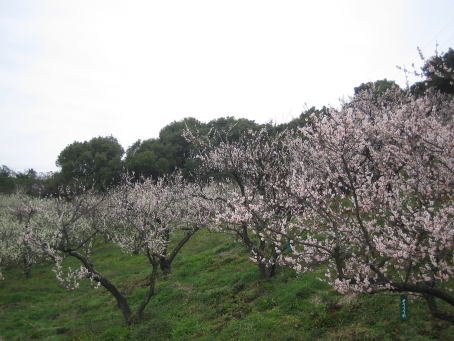 img20070225_4.jpg