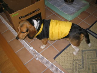 img20060129.jpg