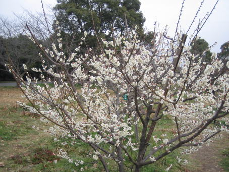 img20070225_2.jpg