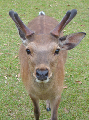 sika.jpg