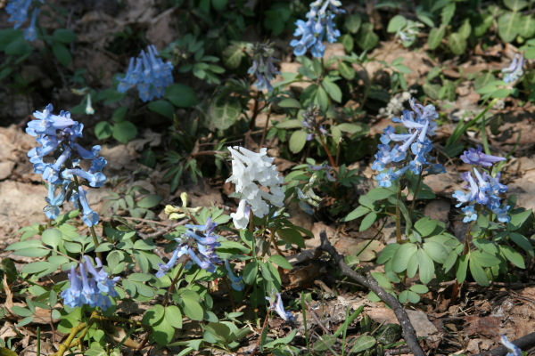 img20060511.jpg