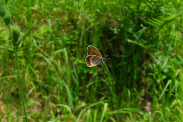 dsc_2256.jpg