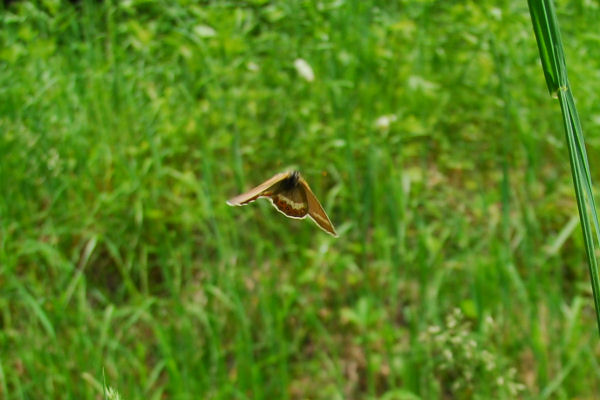 dsc_2255.jpg