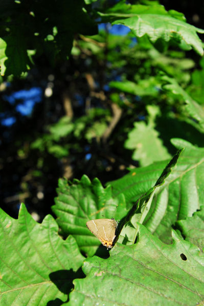dsc_4952.jpg
