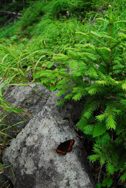 dsc_5317.jpg