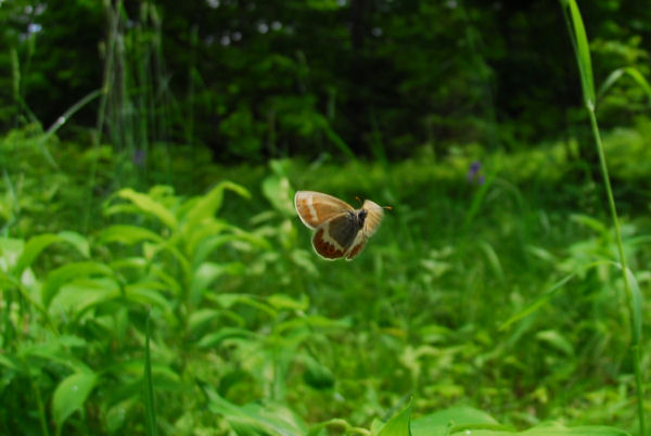 dsc_2243.jpg
