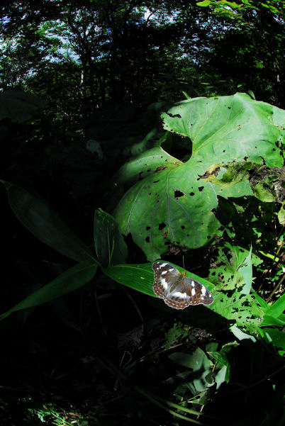 dsc_7317.jpg