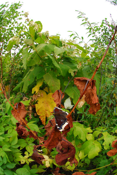 dsc_7977.jpg