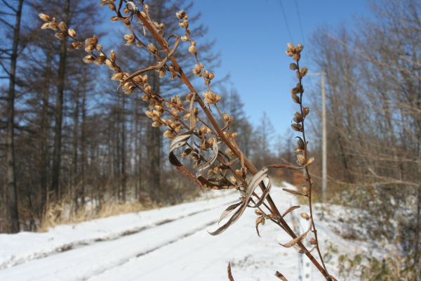15mm-3.jpg