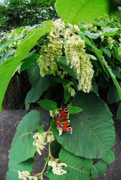dsc_7358.jpg