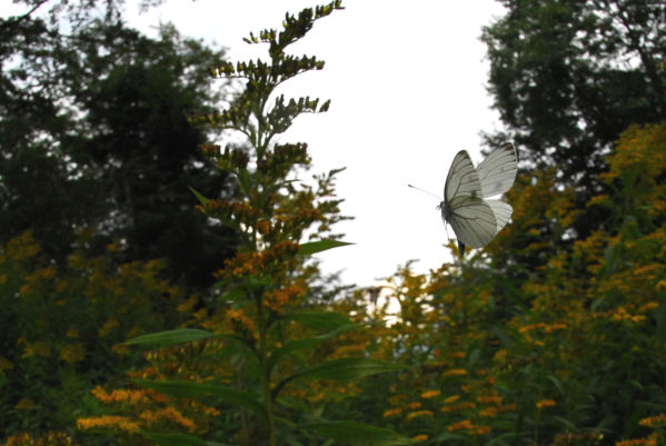 dsc_8011.jpg