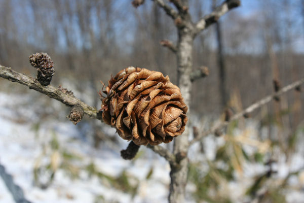 15mm-4.jpg