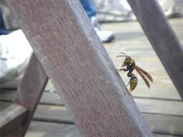 Image1931.jpg