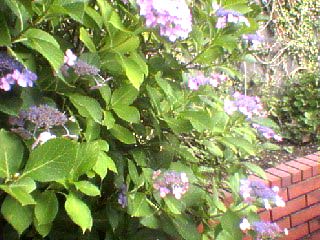 img20060130.jpg