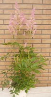 DSCN0646