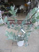 DSCN1481