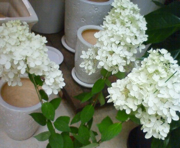 nec_0175.jpg