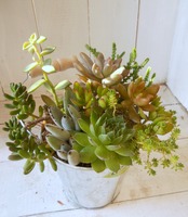 DSCN0737