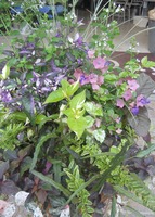 DSCN1485