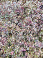 DSCN1385