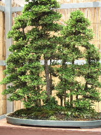 bonsai.jpg