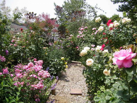 rose.jpg