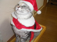santaneko.jpg